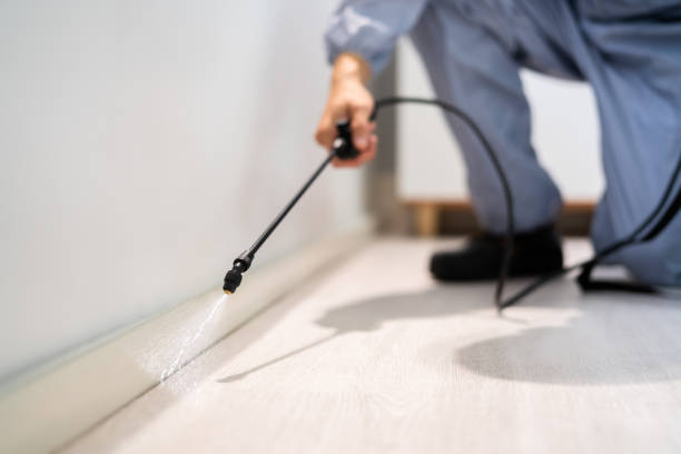 Flea Control Services in Huntsville, MO