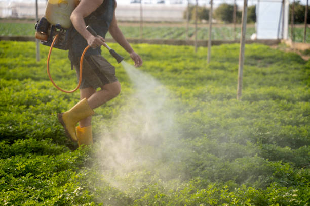 Best Ant Control Services  in Huntsville, MO