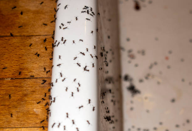 Best Flea Control Services  in Huntsville, MO